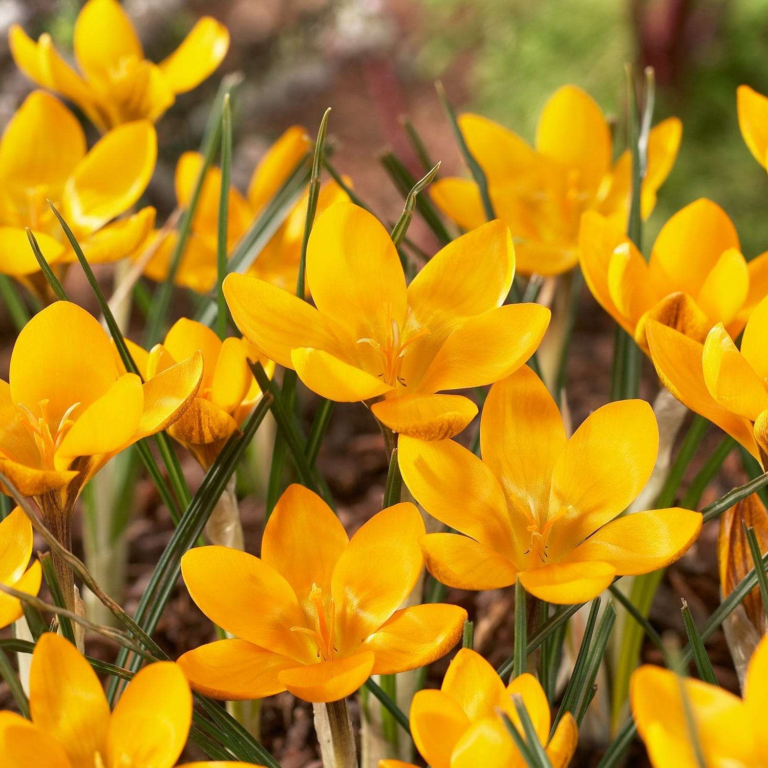 Crocus 'Dorothy'